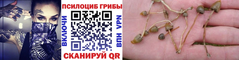 где продают наркотики  Мариинский Посад  ОМГ ОМГ ССЫЛКА  Галлюциногенные грибы Psilocybine cubensis 